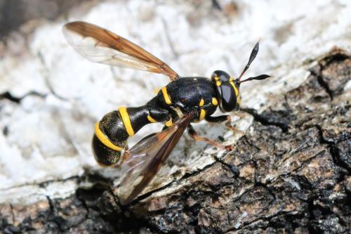 Réf. 301 237 : Sphiximorpha subsessilis